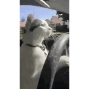 ovwlt0d