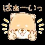 初夏❤️いやしばいぬ❤️16/柴犬