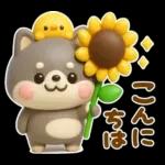 夏にかわいい♡豆柴日和