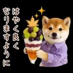 大人かわいい秋の癒し柴犬