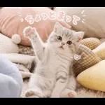 飛び出す♡やる気ないにゃんこ