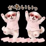 気持ち伝わる癒やしシーズー