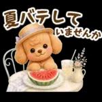 トイプードルの夏と梅雨のお天気カフェ