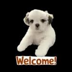 モカのスタンプ　幼少期編