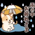 コーギーにとっての雨季と初夏
