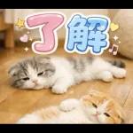 飛び出す♡やる気ないにゃんこ