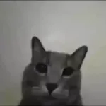 котики