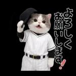 野球をする猫