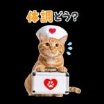 毎年使える♪リアルなにゃんこの年末年始