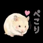 ゴールデンハムスター♡キンクマ