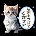 ねこちぃず♡梅雨〜初夏ver