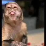 ANYTHING ELSE? ELSE?