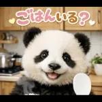 飛び出す♡パンダの家族連絡