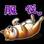 柴犬ワンダフル！！！！！