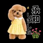 春♡とってもかわいいトイプードル