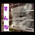 ふらんねるスタンプ【日常】