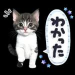 ねこちぃず♡梅雨〜初夏ver