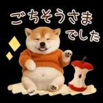大人かわいい秋の癒し柴犬