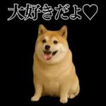 ガンギマリの柴犬＠エロ・日常会話