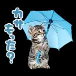 ねこちぃず♡梅雨〜初夏ver