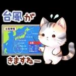 猫のつめあわせ【夏】