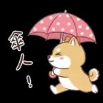柴犬可愛諧音梗