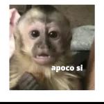 apoco si