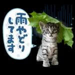 ねこちぃず♡梅雨〜初夏ver