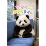 飛び出す♡パンダの家族連絡