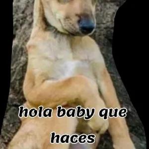 hola baby que haces - getsticker.com