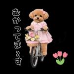 春♡とってもかわいいトイプードル