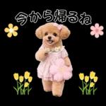 春♡とってもかわいいトイプードル