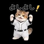 野球をする猫