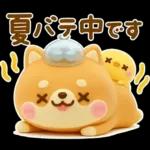 夏にかわいい♡豆柴日和