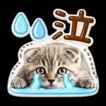 かわいい猫の写真 ぷくぷく