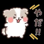 ふわふわシーズー 3歳児