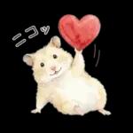 ゴールデンハムスター♡キンクマ