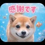 とびだす★夏 柴犬★わんこ♡犬