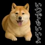 ガンギマリの柴犬＠エロ・日常会話