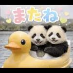 飛び出す♡まいにちパンダ