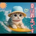 スコティッシュ猫 カラフル帽 夏 敬語