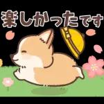 Pop-Up! Corgi's Spring Reply Sticker