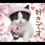 可愛いハチワレ猫 春の思いやり 敬語