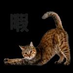 意外と使える！ネガティブなタイプの猫たち