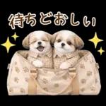 気持ち伝わる癒やしシーズー