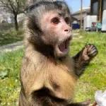 monito