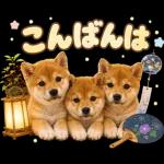 飛び出す♡雨の日わんこ