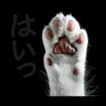 意外と使える！ネガティブなタイプの猫たち