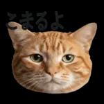 意外と使える！ネガティブなタイプの猫たち