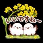 春のシマエナガ♪